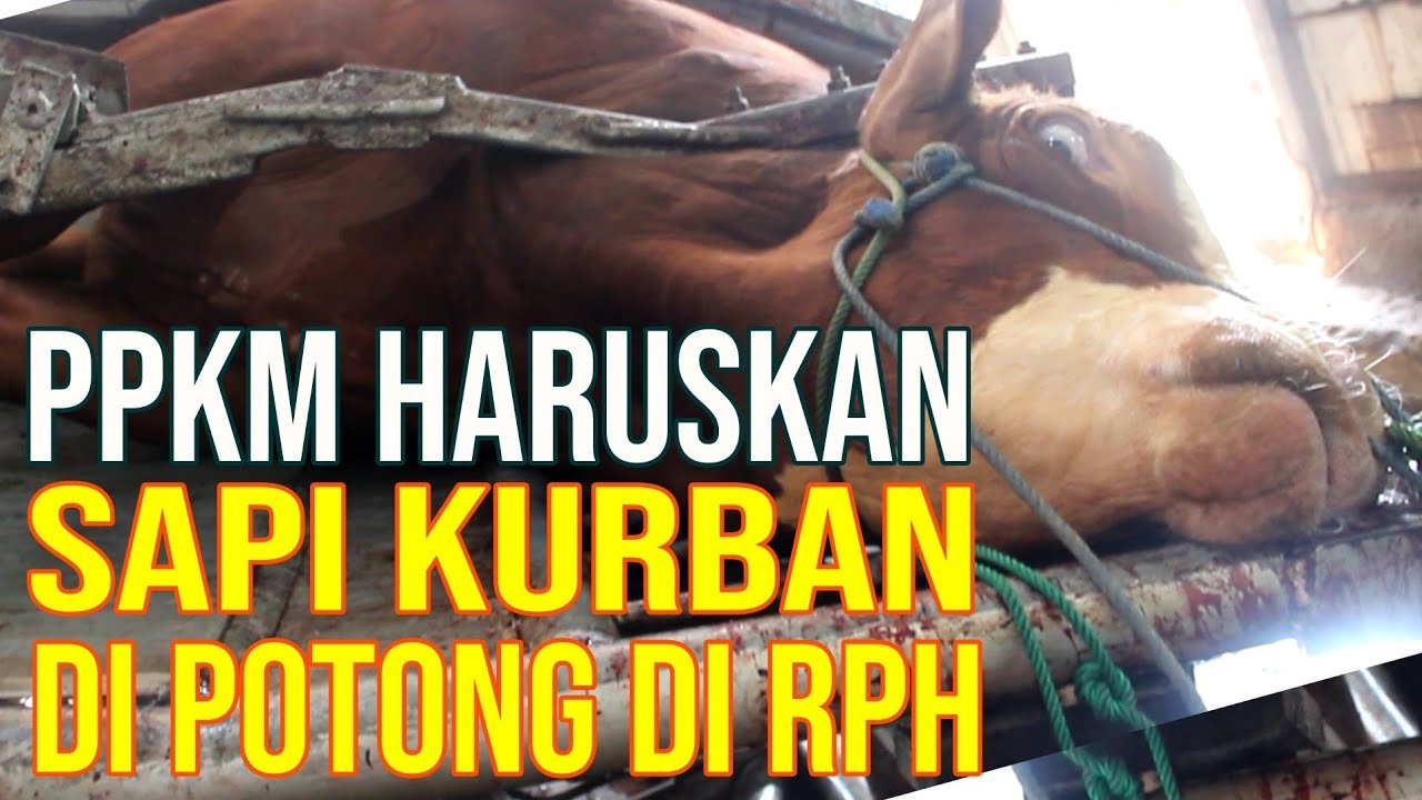 
                                 Jual-Sapi-Qurban-Dan-Jasa-Pemotongan-Di-RPH-Tapos-Depok
